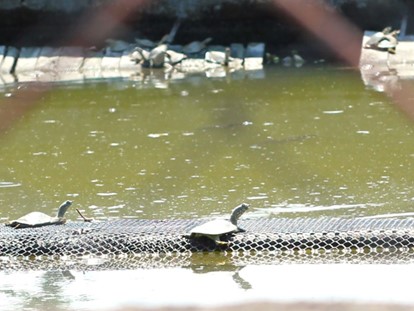 鱉出來沒/益綺養-謝育諮